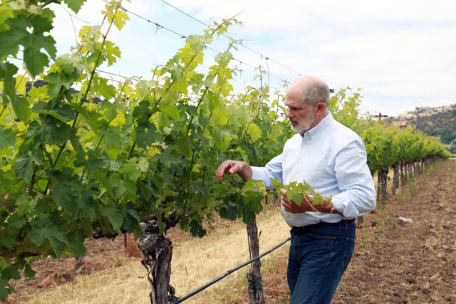 1995 - Bob begins working as a consultant with vineyards in Argentina, Chile, Colorado, Texas, and most of the best grape growing areas in California.
